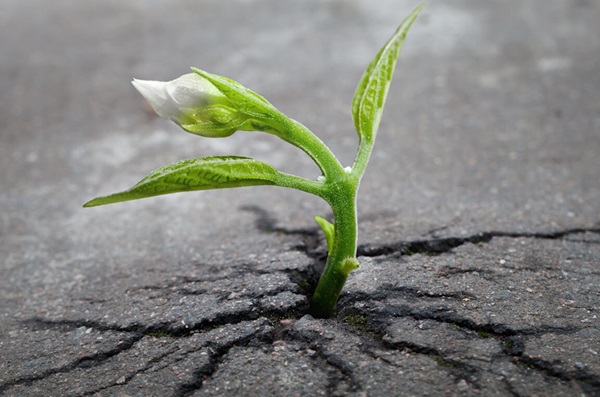 5-interesting-sermon-ideas-new-year-sprout-pb1147803