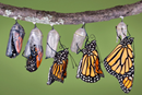 Stages of a butterfly emerging from a chrysalis. Image courtesy of The Upper Room.
