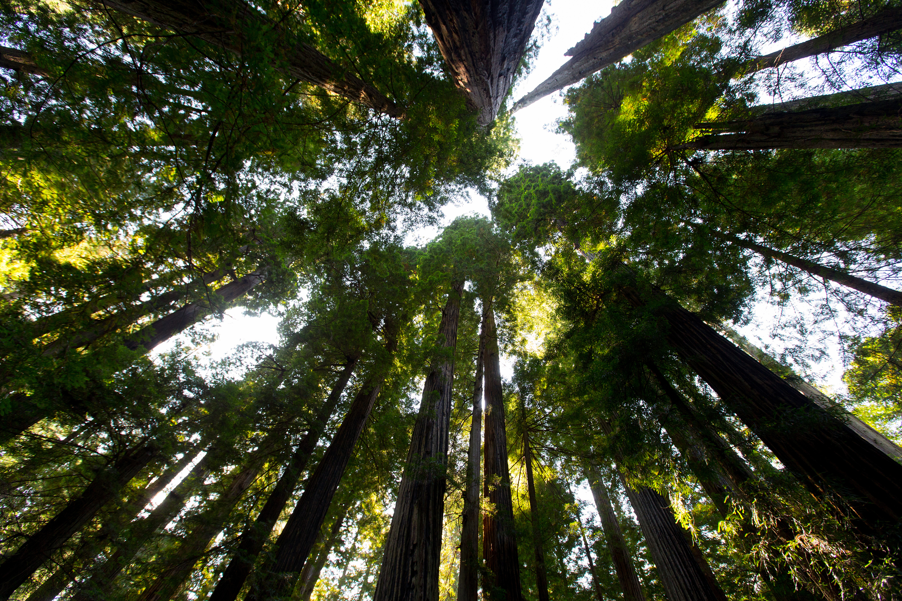 Ancient redwood trees tower above Redwood National and State Parks near Orick, Calif., in 2017. The United Methodist Church’s efforts to address climate concerns extends to its pension and benefits programs. File photo by Mike DuBose, UM News. 