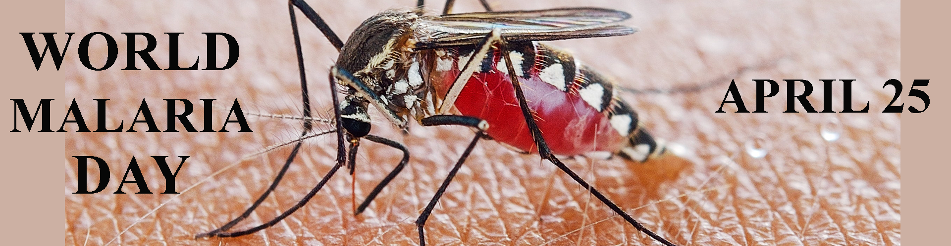 world mosquito day speech