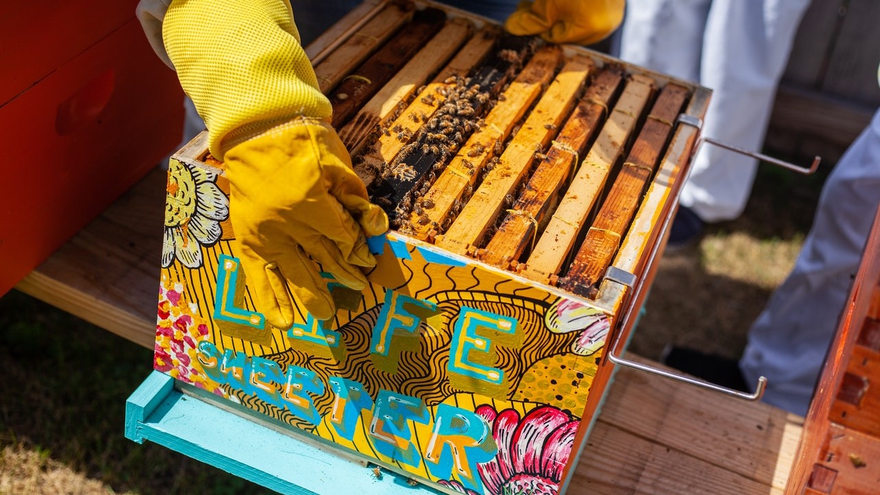 Foto por Timothy Paule II de Pexels.com. 