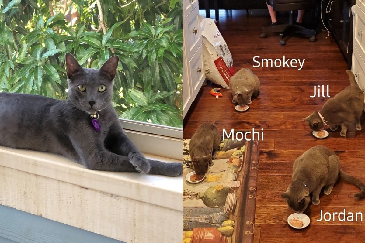 Lilla Marigza and her family adopted a kitten from Hawaii. Mochi is about 6 months old and was living on a beach. He joins their other cats who are all Russian Blue rescues. (Photos provided by Lilla Marigza.)