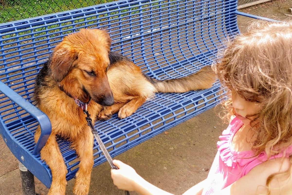 Andrew Schleicher and his family adopted a Golden Retriever/Goldendoodle mix dog on July 10th. The 15 month old Avenger is enjoying spending time with her human sister Eva (7) as pictured. (Photo courtesy of Andrew Schleicher.)