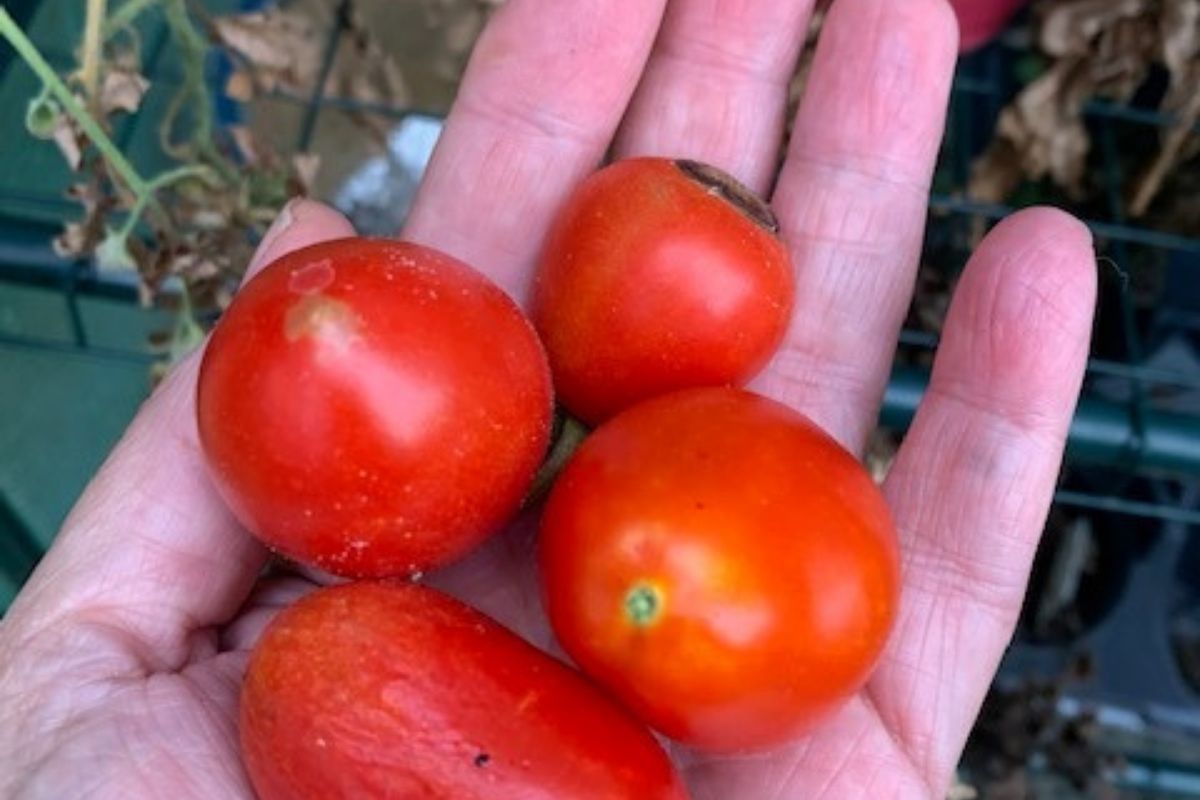 Patty DelliBovi does not claim to have a green thumb. This summer she spent weeks caring for her tomato plants only to get a handful of below weight tomatoes, and a wound from her weed eater.  "I am terrible at plants but somehow a few survive so I keep trying. My family says when I visit the garden center at Home Depot that plants quiver in fear of me picking them to take home," notes Patty. I think we can all agree that she deserves and A for effort.  (Photo courtesy of Patty DelliBovi.)
