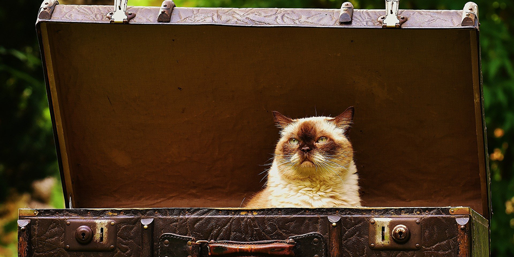 Did you Remember to pack the Cat? Image by Here and now, unfortunately, ends my journey on Pixabay from Pixabay 