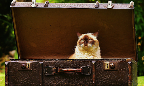 Did you Remember to pack the Cat? Image by Here and now, unfortunately, ends my journey on Pixabay from Pixabay 