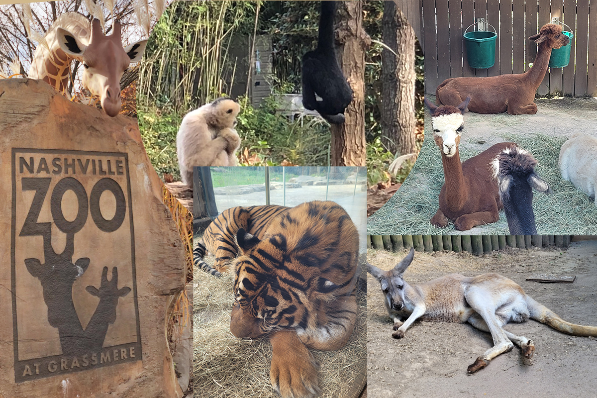 UMCom staff enjoyed the wide variety of exotic animals at the Nashville Zoo. (Photos provided by Brenda Smotherman and Diane Maloney.)