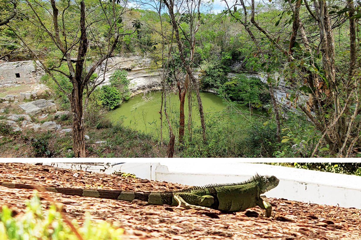Top photo: A cenote lake in the Yucatan jungle in Mexico.Bottom photo: A green iguana at El Morro in Old San Juan, Puerto Rico