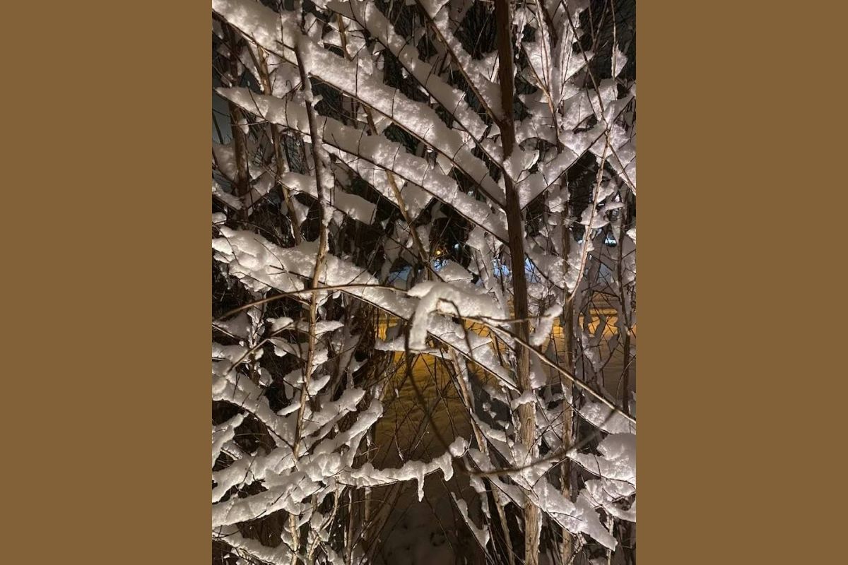Gary Henderson, who kept cozy inside with his wife Gwendolyn, took a moment to capture an image and reflect on how he's fascinated by the intricate detail of snow. (Photo by Gary Henderson.)
