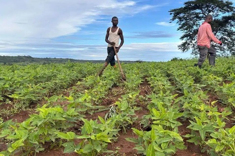 Farm Project Strengthens Communities in Congo's North Katanga