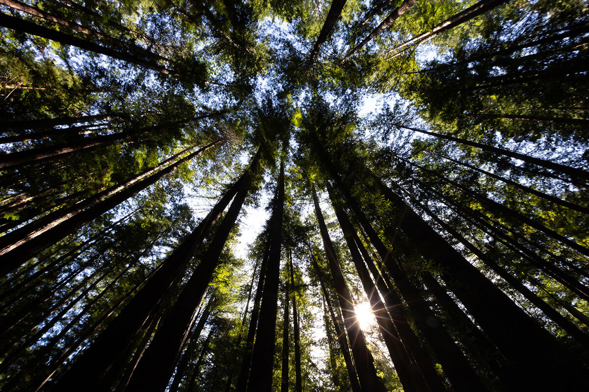 Sunlight filters through old-growth redwoods, some as tall as 300 feet, at Armstrong Redwoods State Natural Reserve near Guerneville, Calif. United Methodists are joining with Christians across traditions in adding a shared feast day and season that focuses on God, the Creator. Photo by Mike DuBose, UM News.  