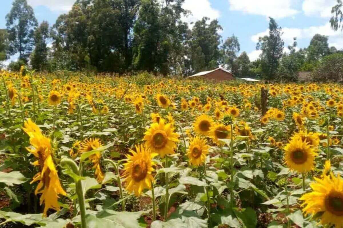 Sunflowers, such as this crop in the Kinyinya District, are a major part of The United Methodist Church’s Yambasu Agriculture Initiative in Burundi. Photo: Ntakimazi Jean Berchmans