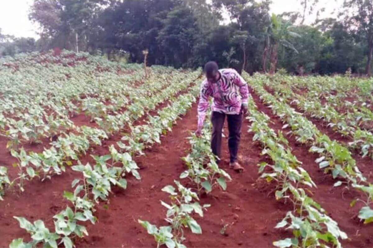 Ntakimazi Berchmans, an agriculture technician, removes unwanted plants from a sunflower field in the Kinyinya District. Photo: Courtesy of Ntakimazi Jean Berchmans